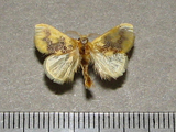 Euproctis aethiopica